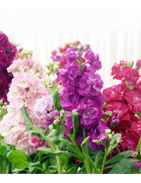 Stock Assorted 120 stems