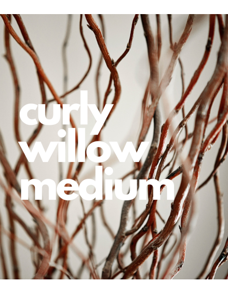 Curly Willow MEDIUM 50 / 100 stems