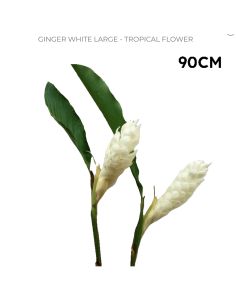 TALL White Ginger 30 Stems