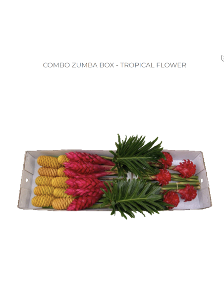 ZUMBA Tropical Mixed Box 35 stems