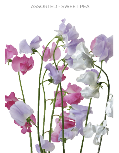 sweetpeas