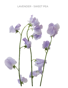 sweetpeas
