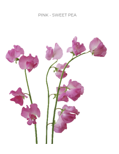 sweetpeas
