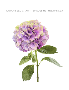 Premium Holland Hydrangea "graffiti" 40  stems