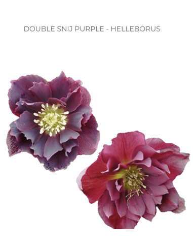 Helleborus purple 40 / 80 stems
