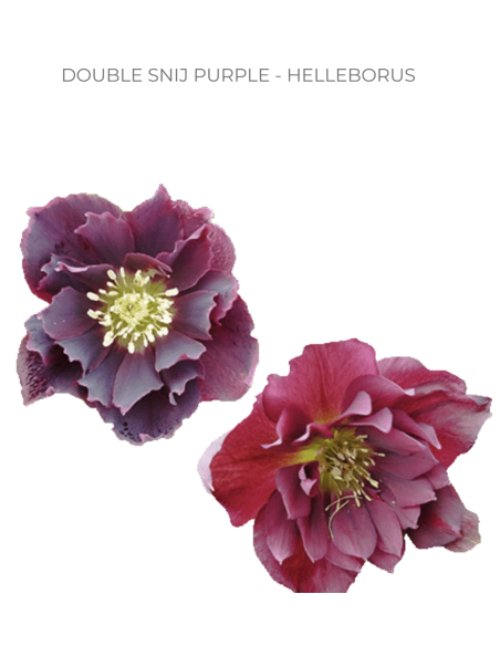 Helleborus purple 40 / 80 stems