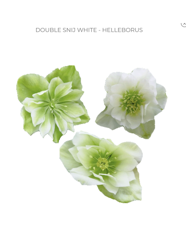 Helleborus Winterbell White 40 / 80  stems Helleborus Winterbell White 40 / 80  stems