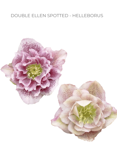 Helleborus double ellen spotted pink 40 / 80 stems