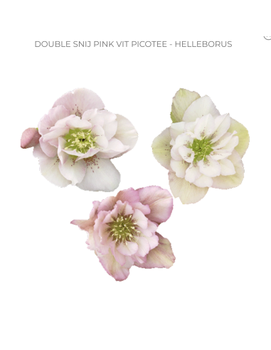 Helleborus double pink "picotte"  40 / 80 stems