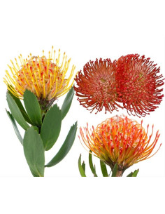 Protea PIn Cushion 24 Stems