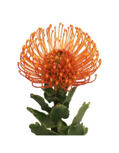 Protea PIn Cushion 24 Stems 2