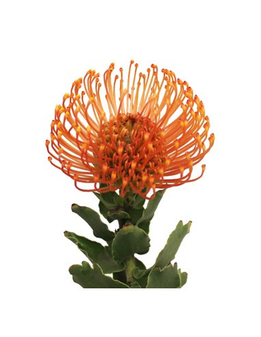 Protea PIn Cushion 24 Stems