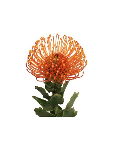 Protea PIn Cushion 24 Stems
