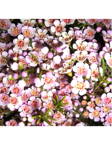 Waxflower Hybrid Pink Blush 5 / 10 / 15 / 20  Bunches