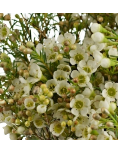 Waxflower Hybrid White Early white pearl 5 / 10 / 15 / 20  Bunches for wholesale by Florasource