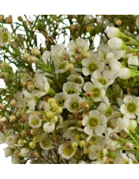 Waxflower Hybrid White Early white pearl 5 / 10 / 15 / 20  Bunches