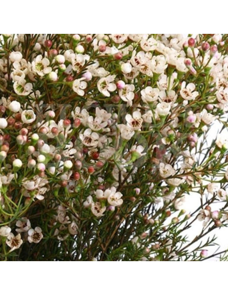 Waxflower Hybrid White Blondie 5 / 10 / 15 / 20  Bunches