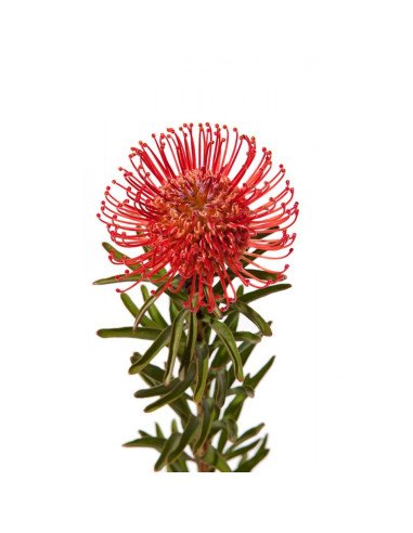 Protea PIn Cushion 24 Stems Protea PIn Cushion 24 Stems