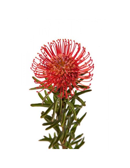 Protea PIn Cushion 24 Stems