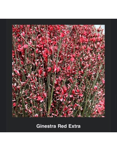 Ginestra RED 30 Bunches VDAY PRE BOOK ITEM