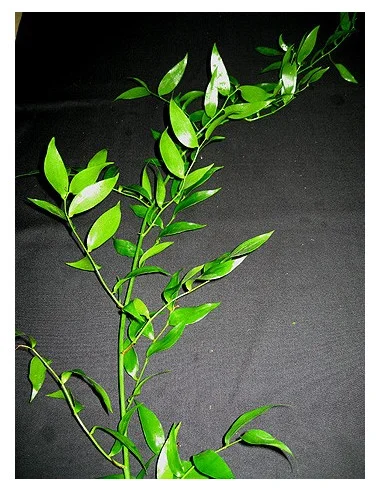 XXL Italian Ruscus BULK BOX 250 gram bunches and other Purchase Wholesale ruscus. Free Returns & Net 60 Terms on Faire trending on Faire.