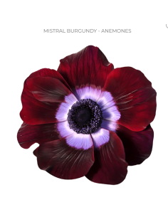 Anemone Mistral Burgundy 60/120 stems