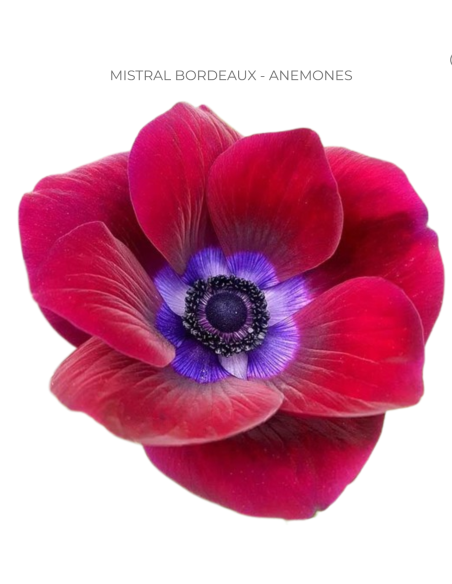 Anemone Mistral Bourdeaux 60/120 stems