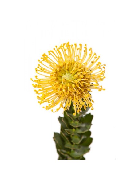 Protea PIn Cushion 24 Stems