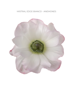 Wholesale anemones for weddings and events. Buy direct and save