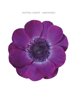 Wholesale anemones for weddings and events. Buy direct and save