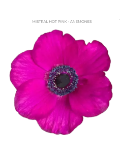 Wholesale anemones for weddings and events. Buy direct and save