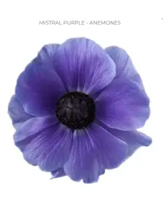 Wholesale anemones for weddings and events. Buy direct and save