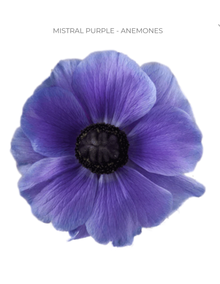 Wholesale anemones for weddings and events. Buy direct and save