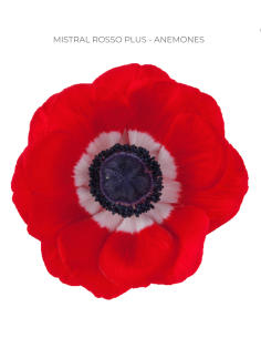 Wholesale anemones for weddings and events. Buy direct and save