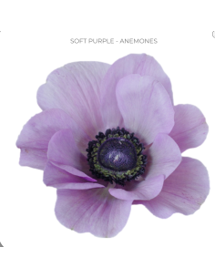 Anemone Soft Purple Lavender – Wholesale & Bulk (60 or 120 Stems)