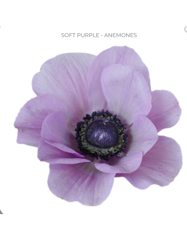 Anemone Soft Purple Lavender 60/120 stems