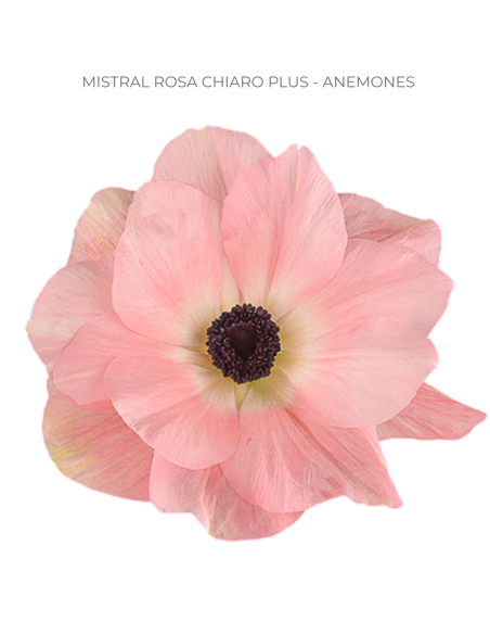 Anemone Peach Mistral Rosa Chiaro 60/120 stems