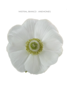 Anemone White Mistral Bianco 60/120 stems