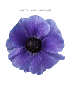 Anemone Purple Mistral Blue 60/120 stems