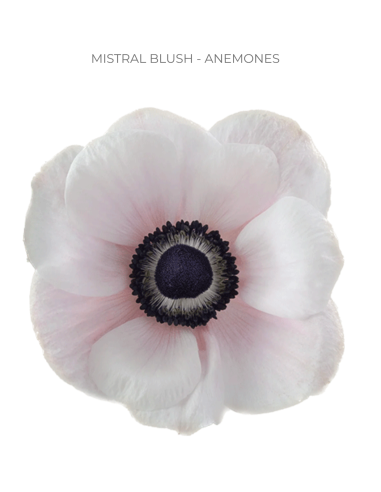 Anemone Blush – Wholesale & Bulk (60 or 120 Stems)
