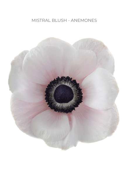 Anemone Blush 60/120 stems