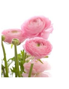 Ranunculus By the Box 70 stems 2