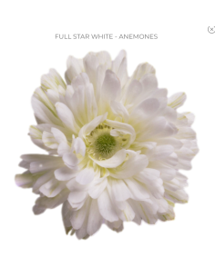 Anemone Full Star White – Double White Anemones (60 / 120 Stems) | Wholesale Bulk Flowers
