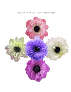 Anemone Lavante Assorted 60/120 stems