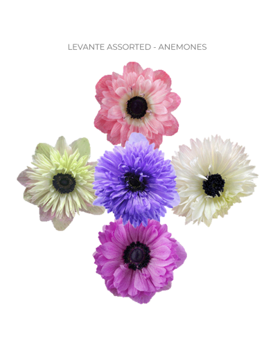 Anemone Lavante Assorted – Mixed Colors (60 / 120 Stems) | Wholesale Bulk Flowers