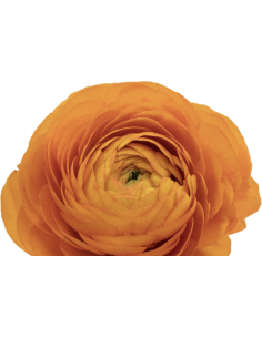 Italian Ranunculus Orange 80  stems 55cm