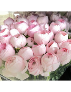 Italian Ranunculus light pink  80  stems 55cm