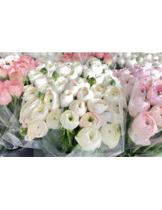 Italian Ranunculus white  80  stems 55cm