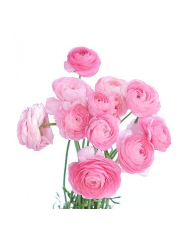 Ranunculus By the Box 70 stems