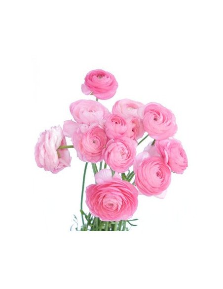 Ranunculus By the Box 70 stems